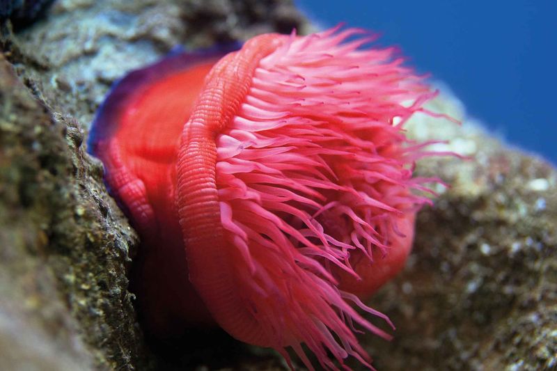 Sea Anemone