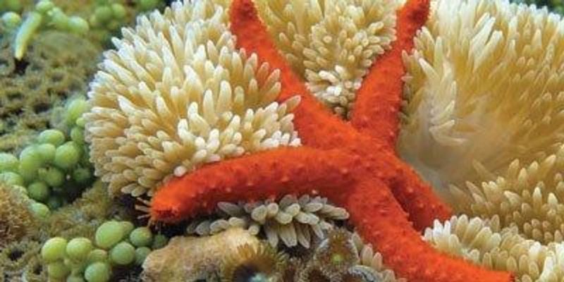 Sea Anemone