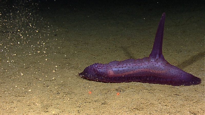 Sea Cucumber