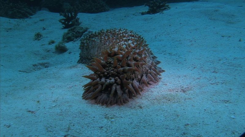 Sea Cucumber