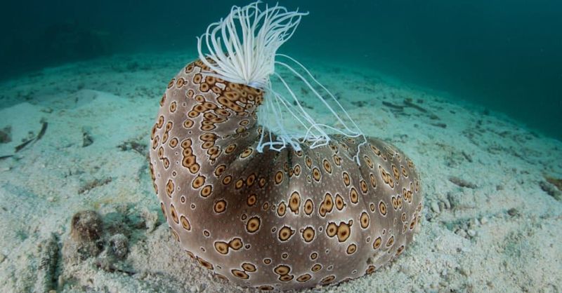 Sea Cucumber