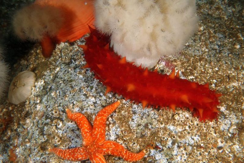 Sea Cucumbers' Defense