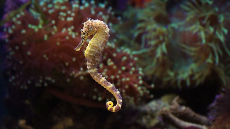 Sea Horse