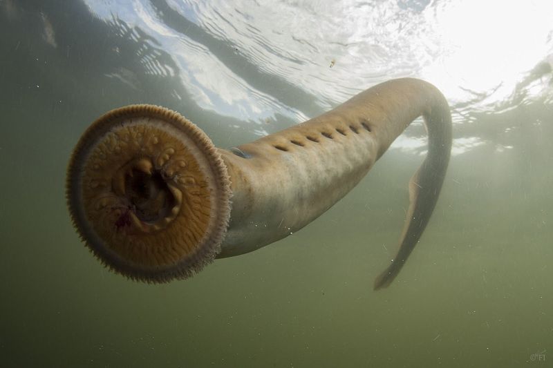 Sea Lamprey