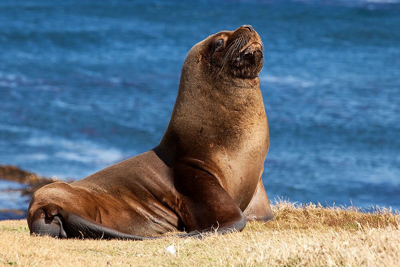 Sea Lion