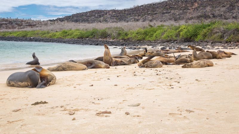 Sea Lions