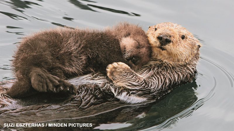 Sea Otter
