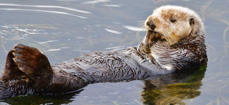 Sea Otter
