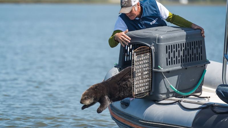 Sea Otter