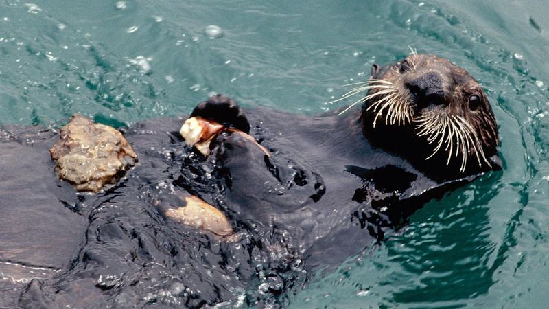 Sea Otter