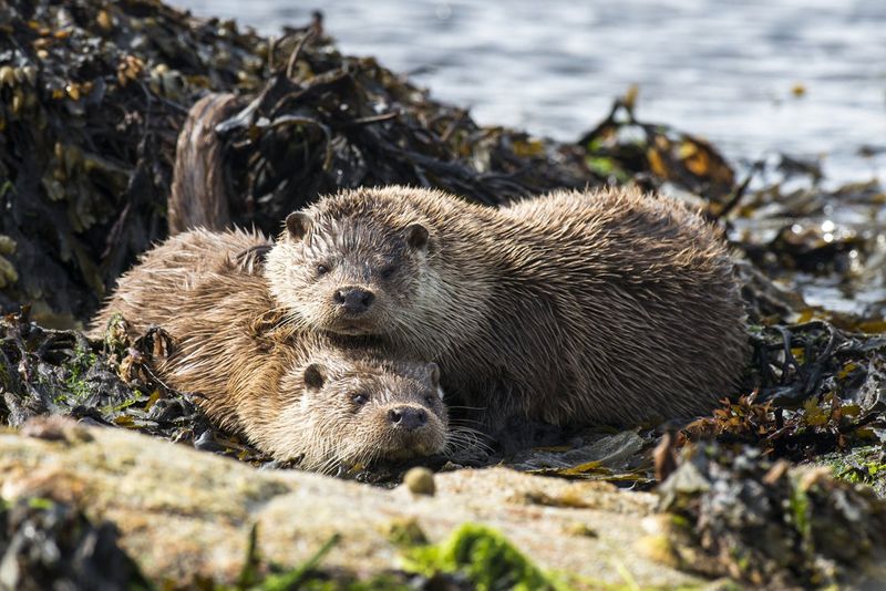 Sea Otter