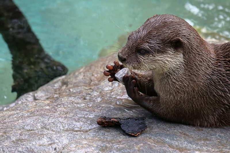 Sea Otter