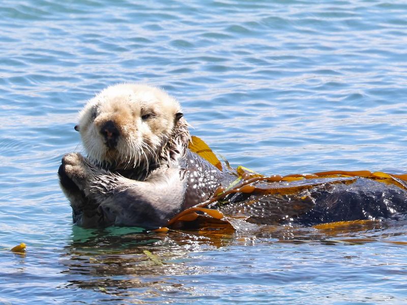Sea Otter