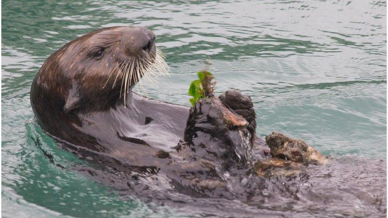 Sea Otters Using Stones