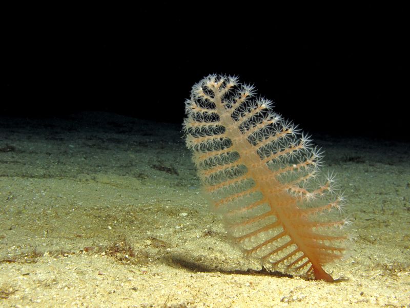 Sea Pen