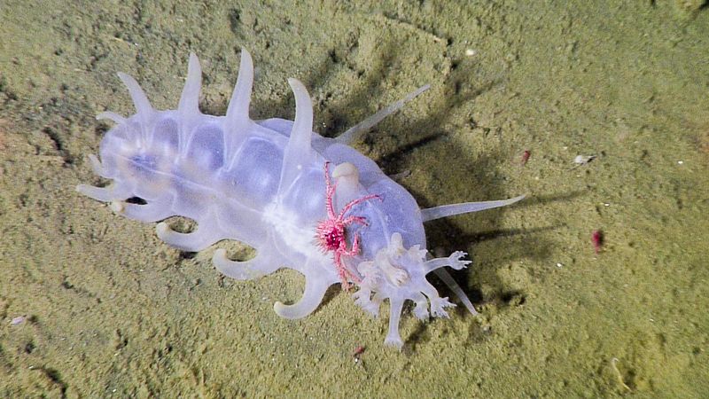 Sea Pig