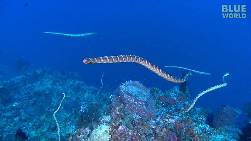 Sea Snake