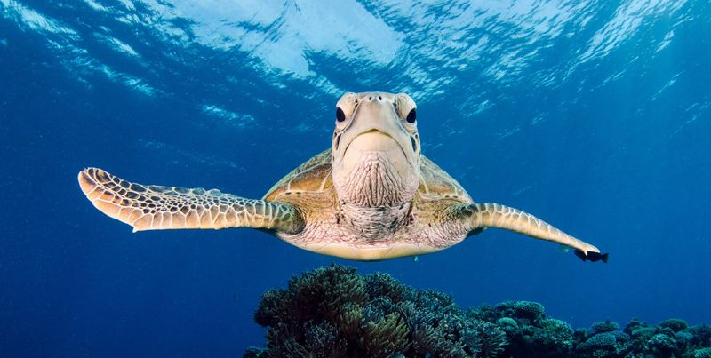 Sea Turtle