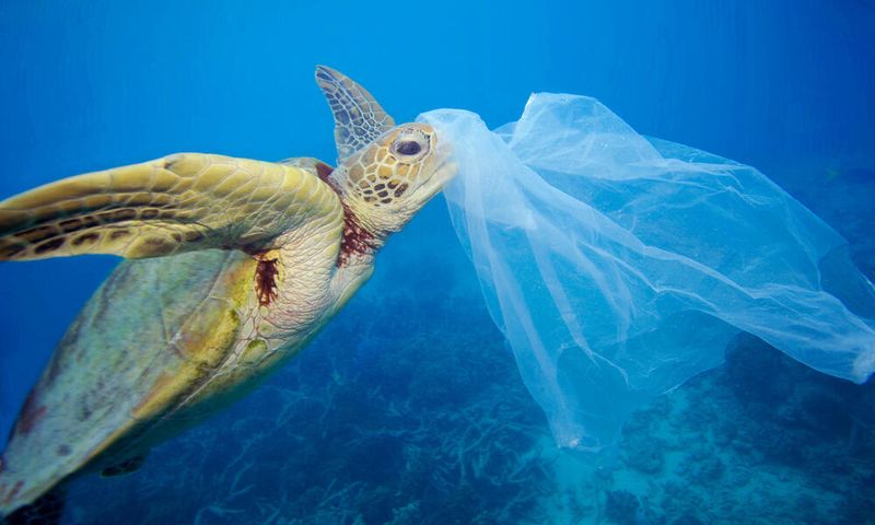 Sea Turtles with Plastic Diets
