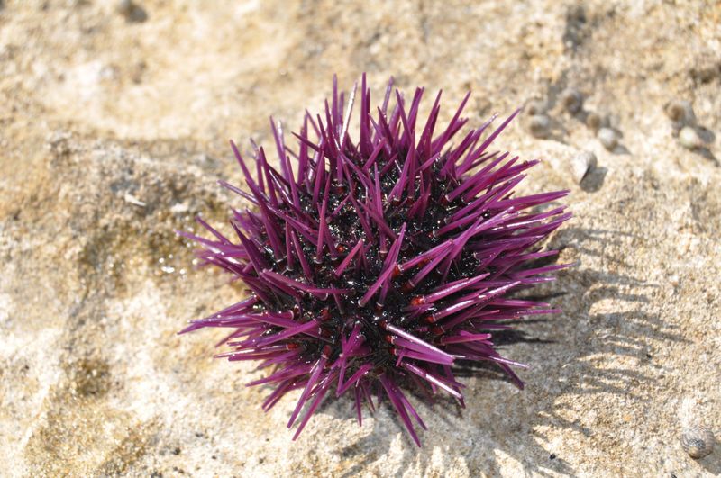 Sea Urchin
