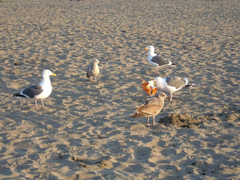 Seagulls
