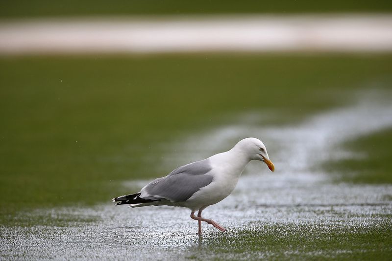 Seagulls