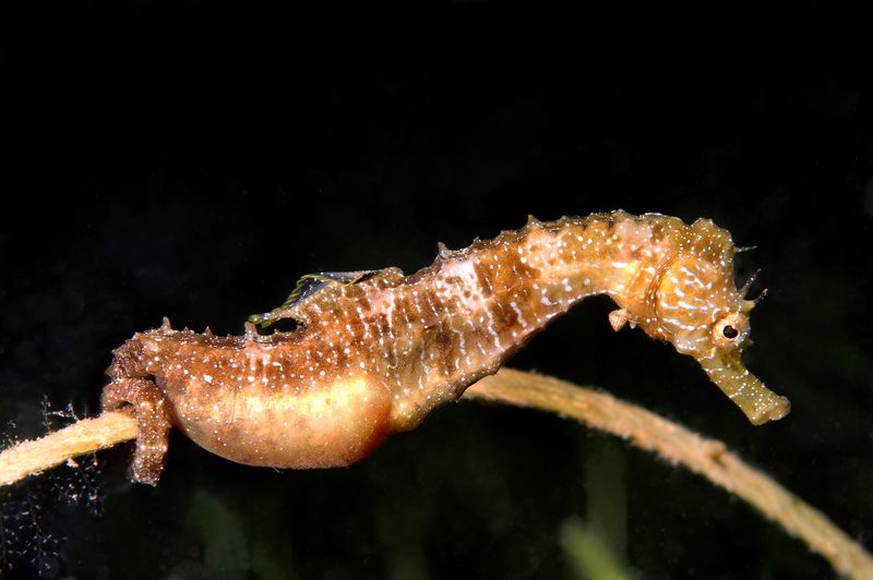 Seahorse