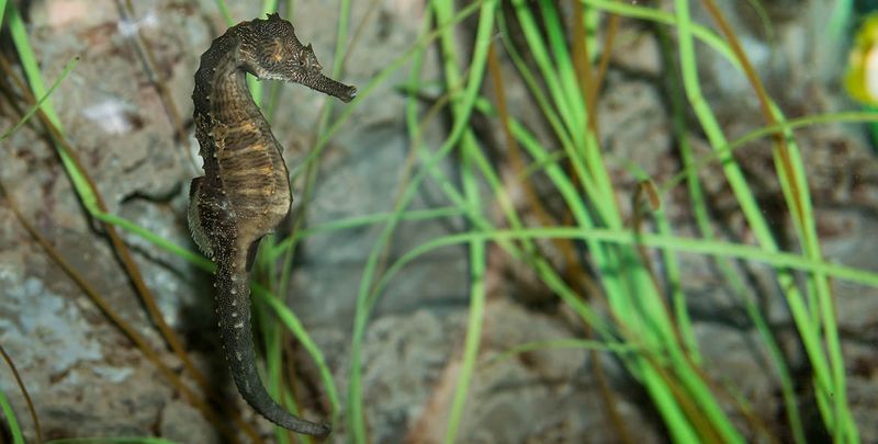 Seahorse