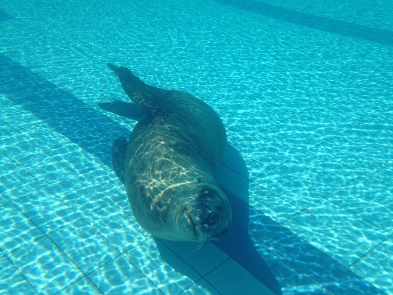 Seal Relaxing in a Hotel Pool