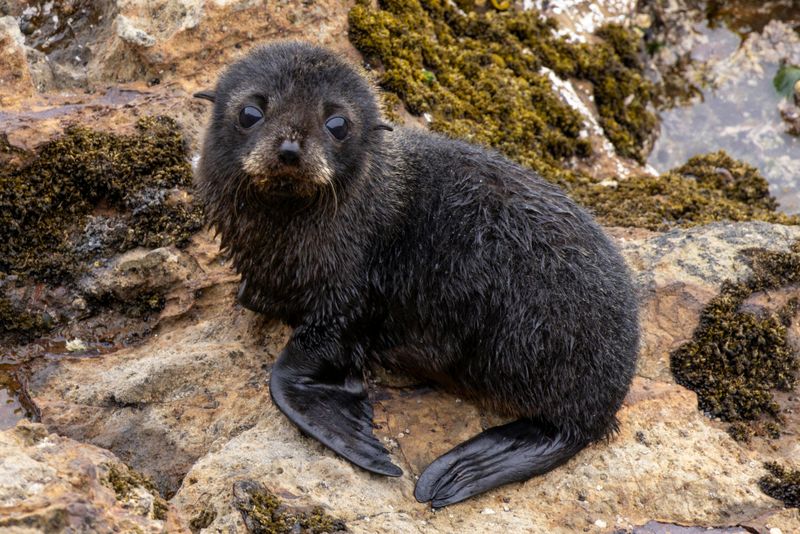 Seal