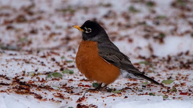 Seasonal Behavior