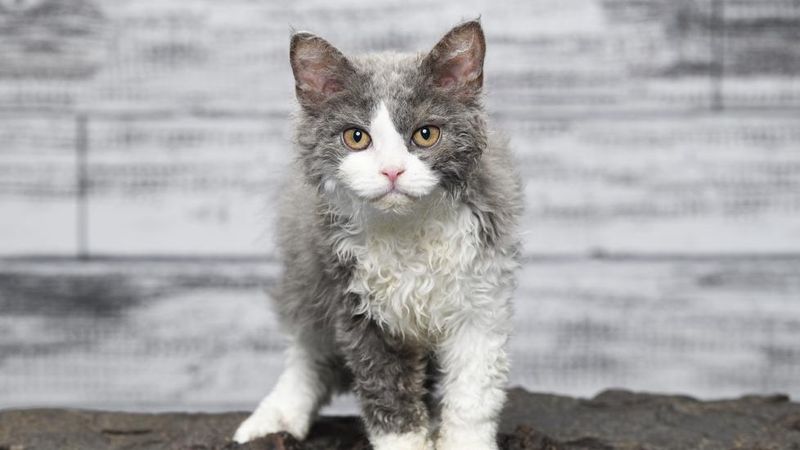 Selkirk Rex