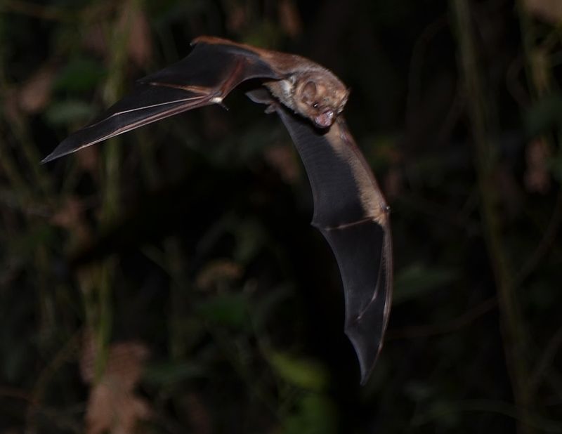 Seminole Bat