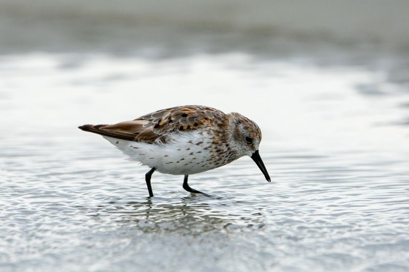 Semipalmated Sandpiper