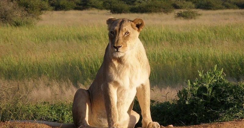 Senegalese Lion