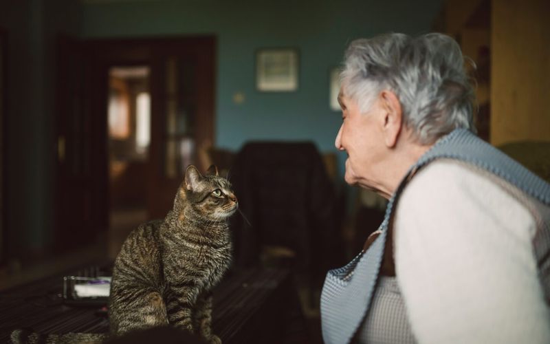Senior Cat Companions