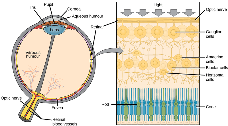 Sensory Capabilities