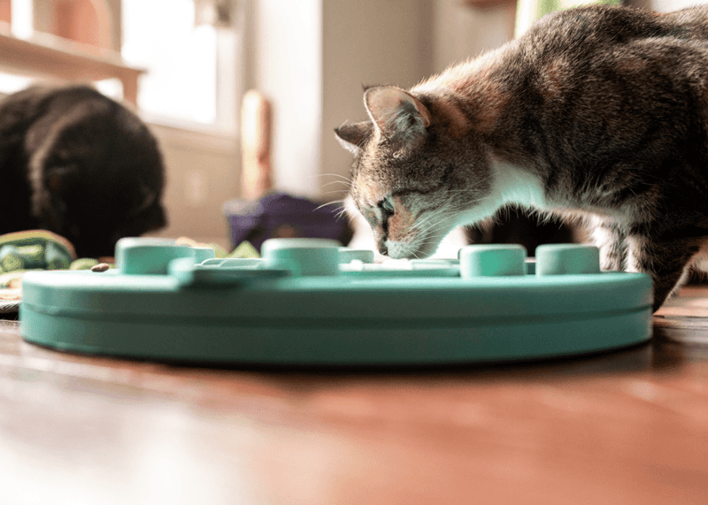 Sensory Enrichment Areas