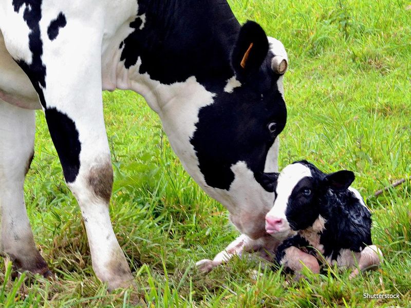 Separation of Offspring