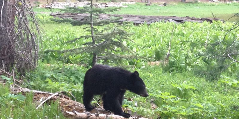 Sequoia National Park