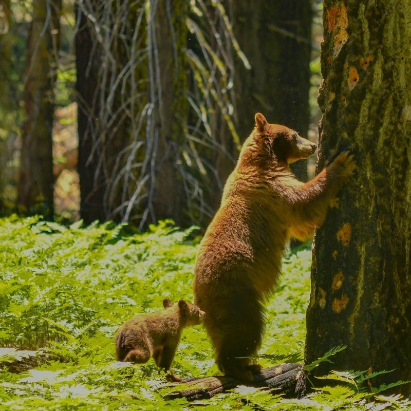 Sequoia National Park