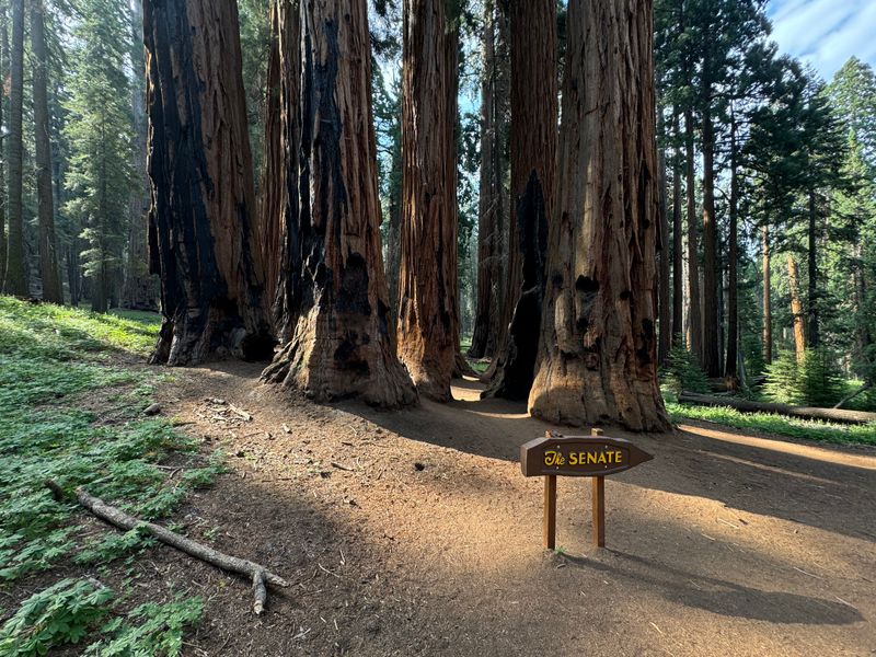 Sequoia National Park - Congress Trail
