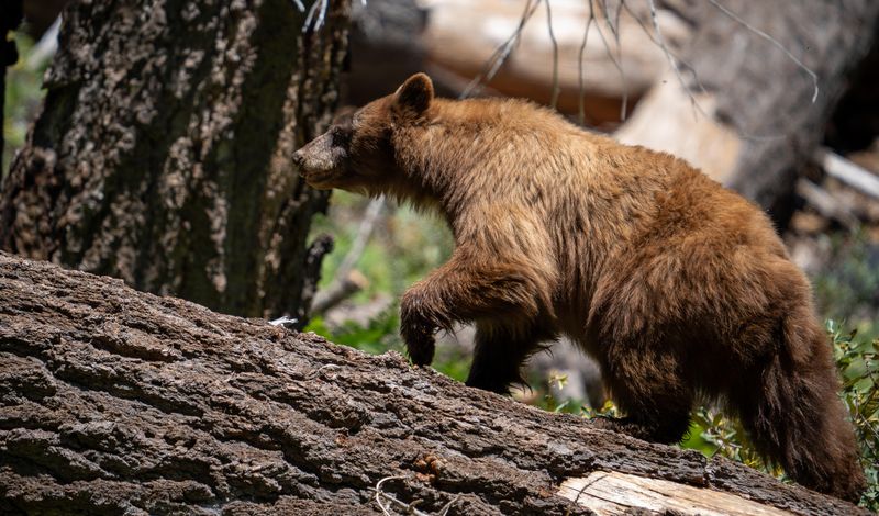 Sequoia National Park