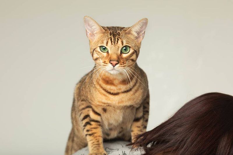 Serengeti Cat