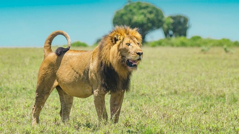 Serengeti Lion