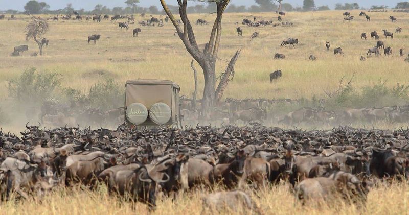 Serengeti Migration Safari