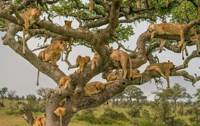 Serengeti National Park, Tanzania
