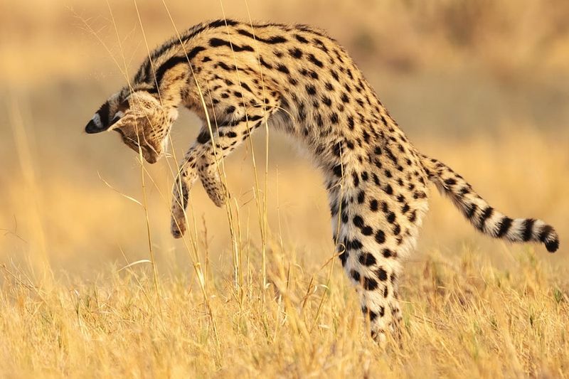 Serval