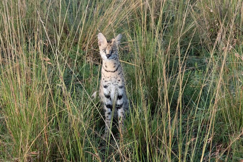 Serval