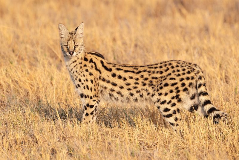 Serval